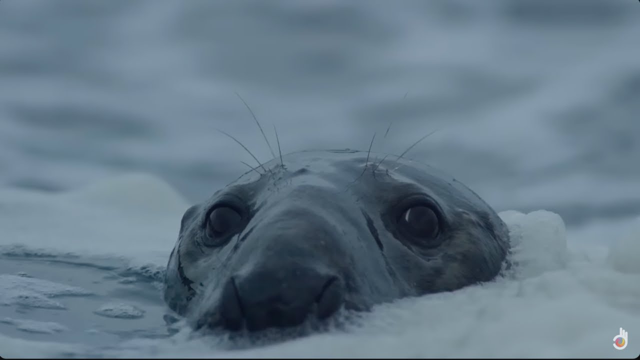Grey Seals: A Journey of Survival (2021 Documentary)