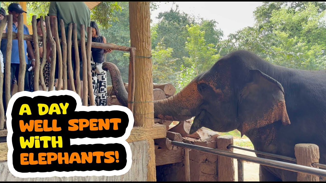 ELEPHANT ORPHANAGE PINNAWALA | A DATE WITH ELEPHANTS | #elephant #vlogvideo