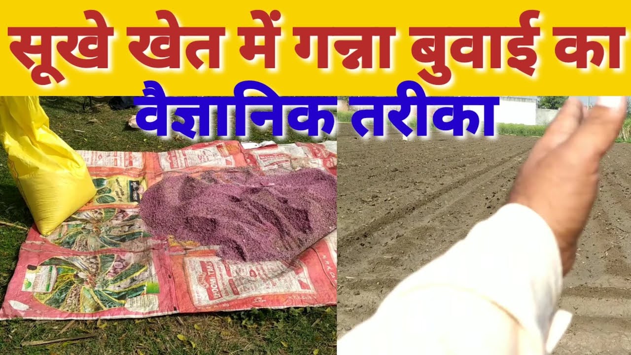 सूखे खेत में गन्ना बुवाई का वैज्ञानिक तरीका । Ganna Ki Kheti । 28 Inch Pe Ganna Buvai ।