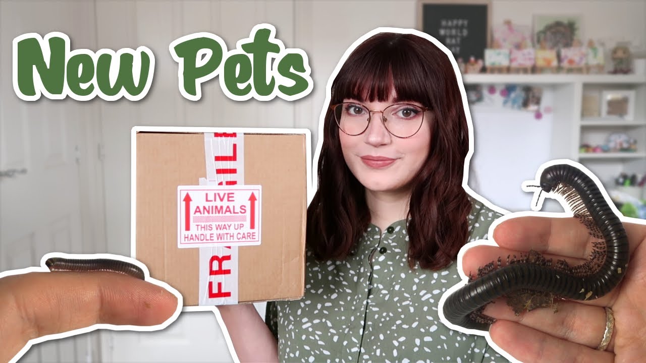 Познакомьтесь с моими двумя НОВЫМИ питомцами — многоножками