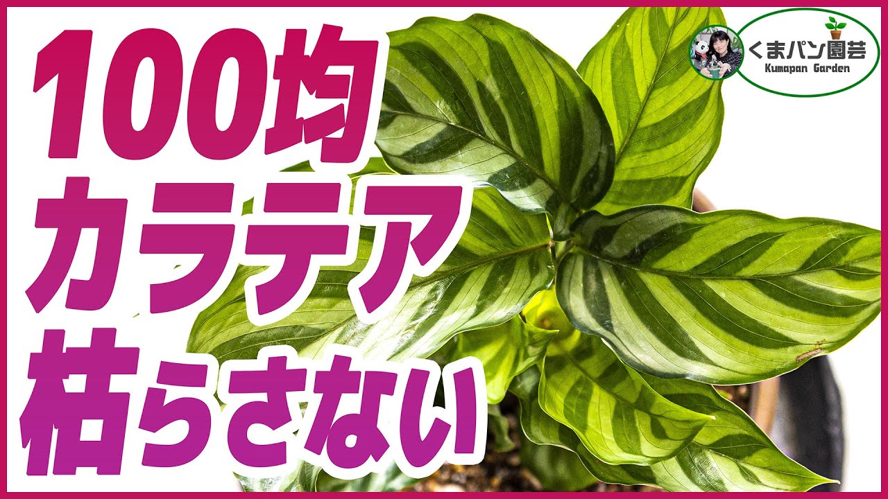 100均の観葉植物カラテアを枯らさないで大きく育てる！【くまパン園芸】