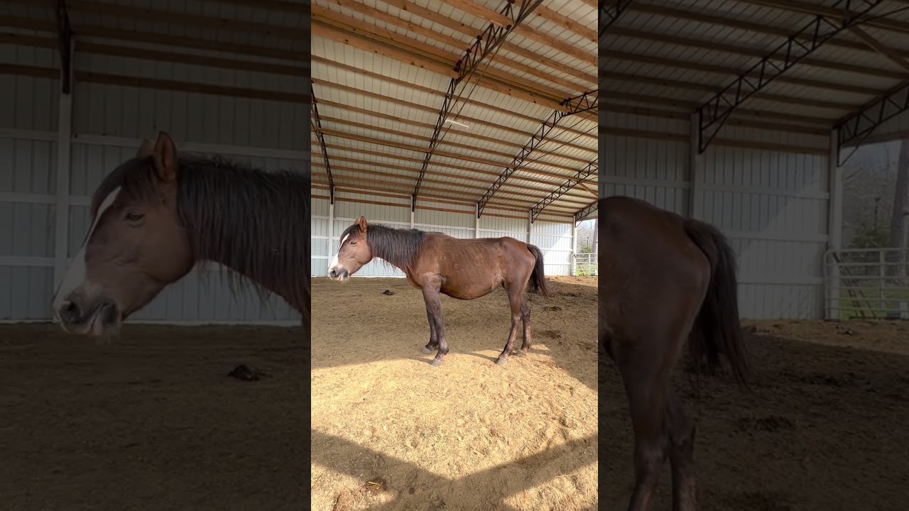 Update on Mama Candy! 🍭🍬 January auction rescue 1/31/2023 #shorts #pregnant #pregnantmare