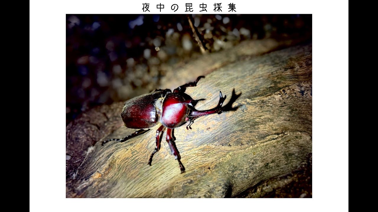 夜中の昆虫採集