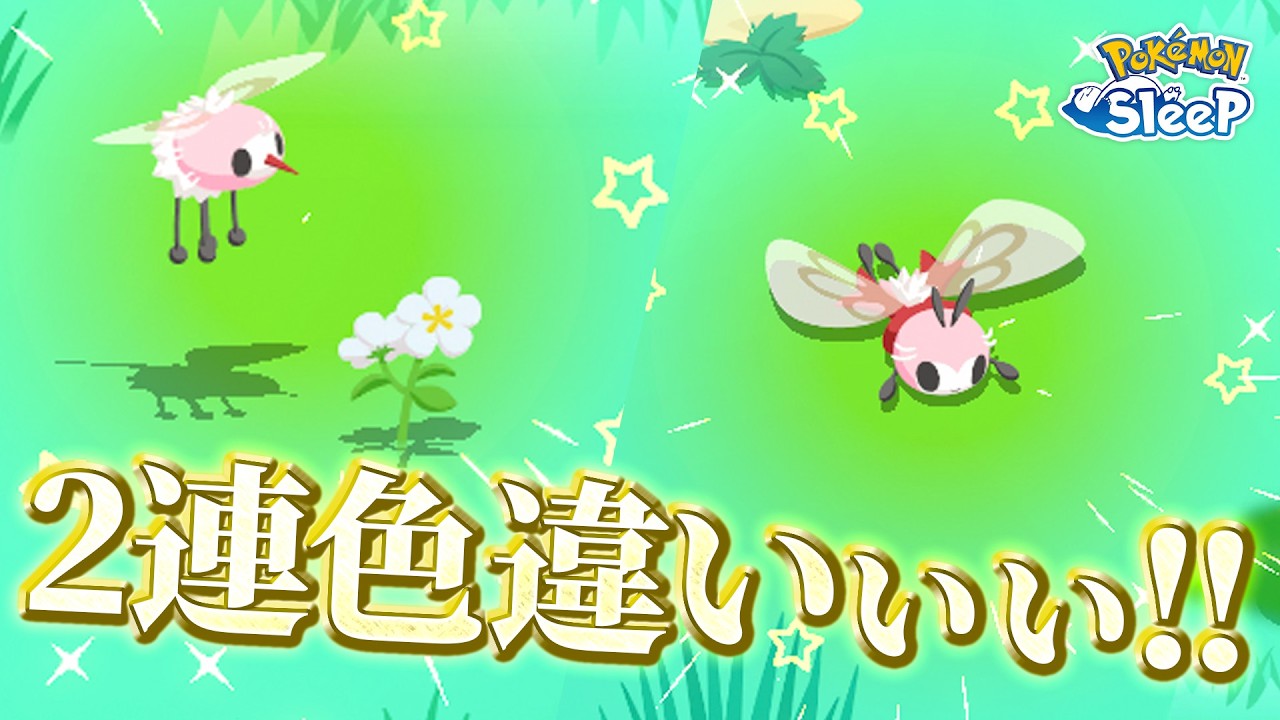 【ポケモンスリープ 無課金】色違いのアブリーブリボン連続出現！？！？