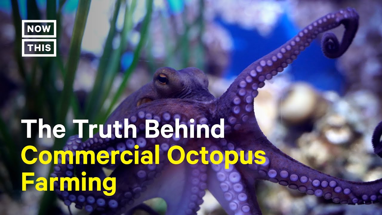 The Truth Behind Commercial Octopus Farming