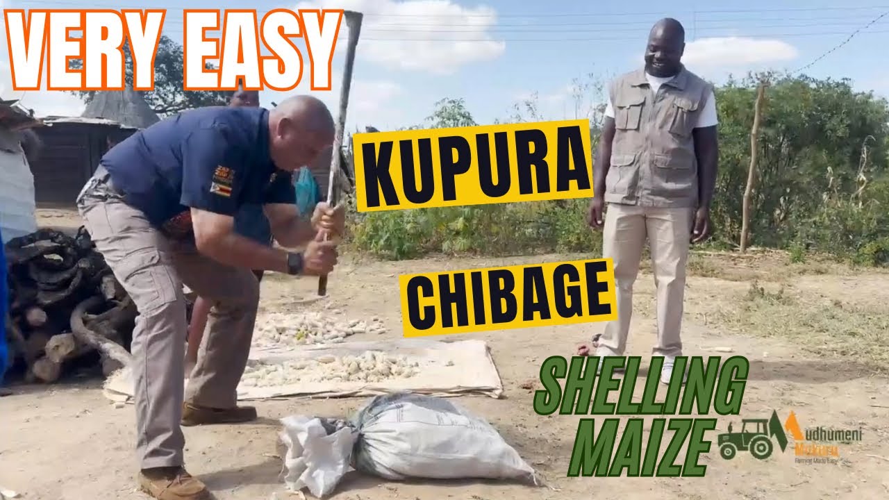 Kupura chibage. How to shell maize manually.