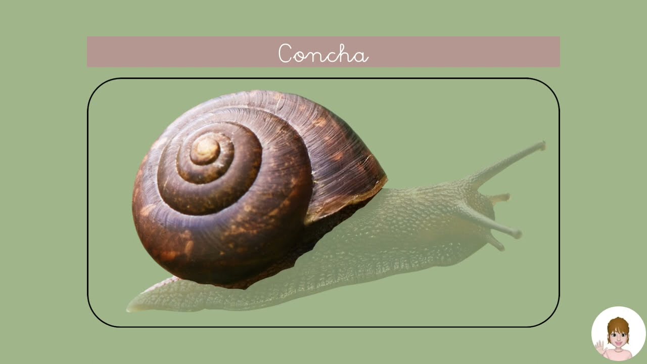 ¡Un caracol! Aprendemos como se llama sus partes.
