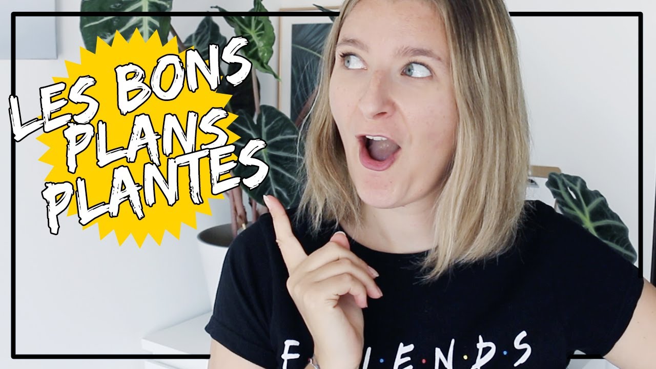 🌵🌿 Bons Plans Plantes : tournesol🌻, grandes calatheas, cactus🌵 et pots 🪴