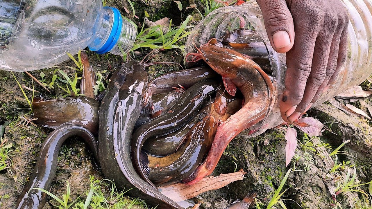 Easy way to catch fish in the bottel  🐋 || New video of singhi fish best of botte video