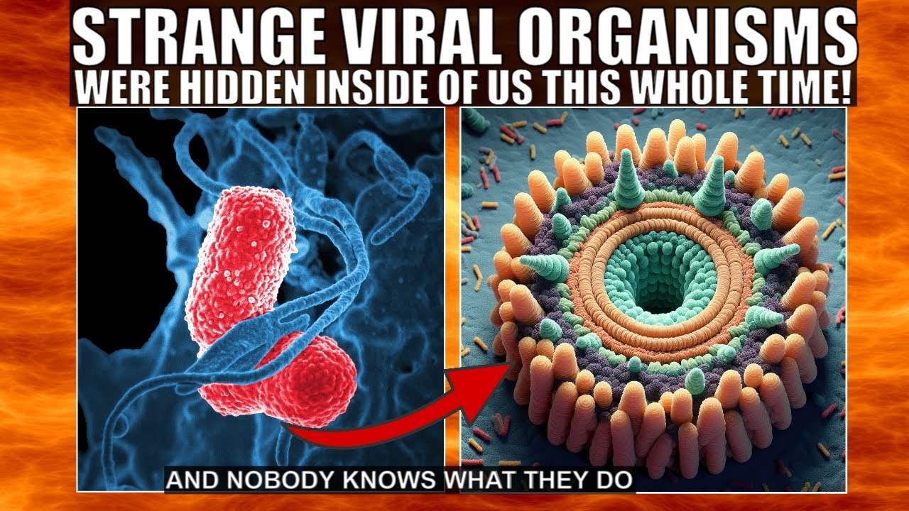 Never Before Seen Viral Organisms Found Inside Our Bodies - 