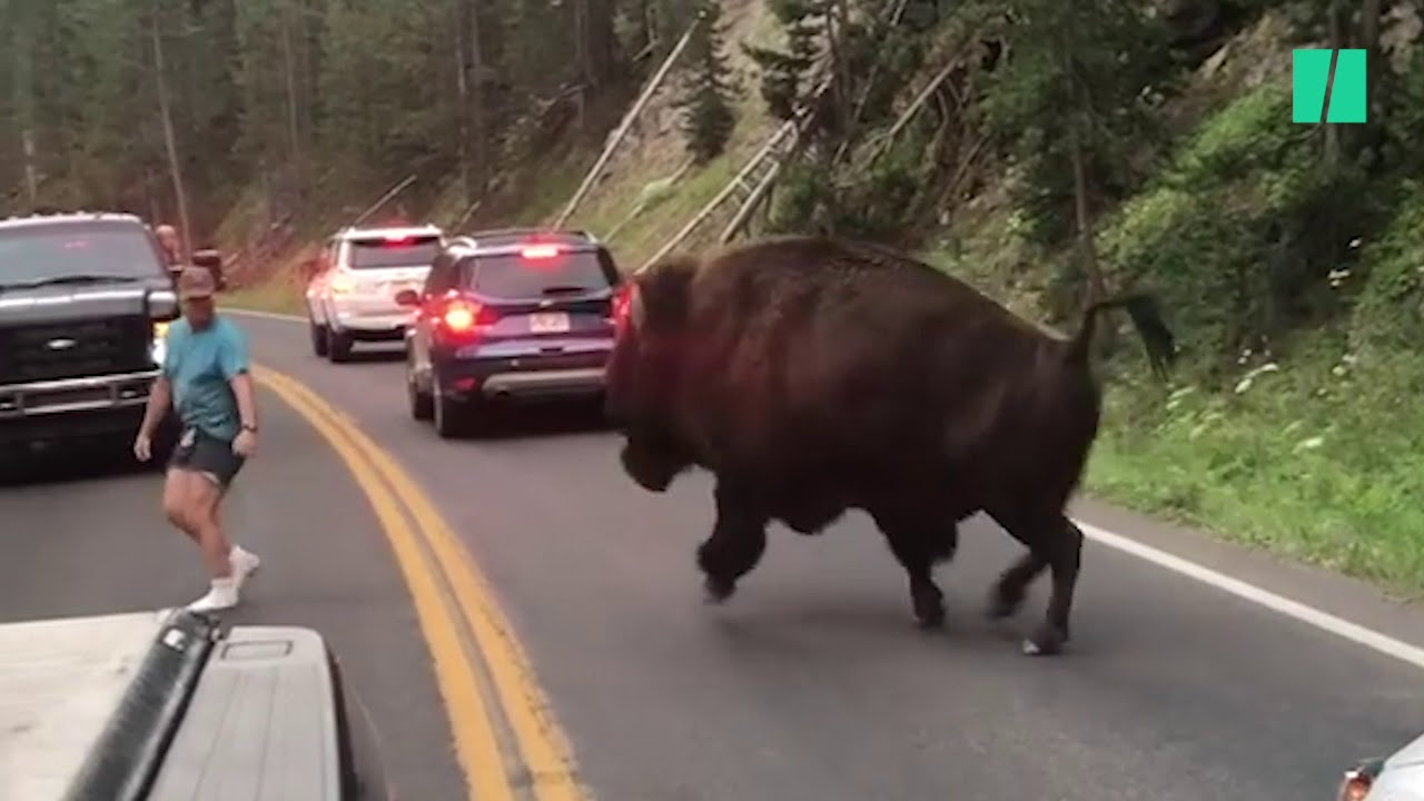 Cet homme a défié un bison du parc de Yellowstone et ça aurait pu très mal se terminer
