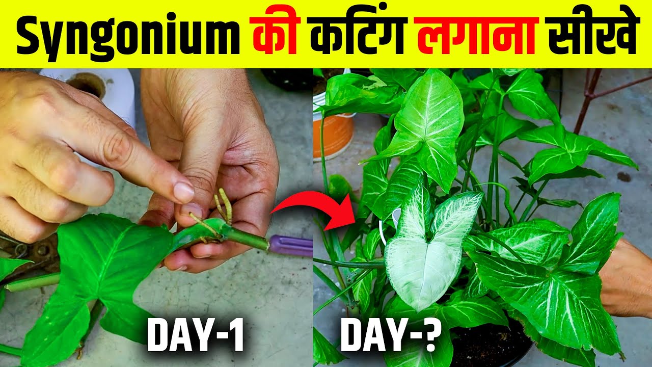 Syngonium plant ki cutting kaise lagaen | How to propagate syngonium from cutting | indoor Plant