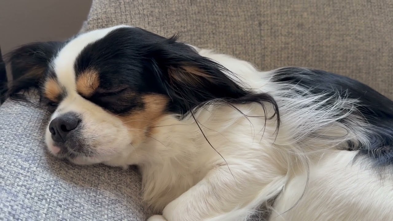 だらだら過ごす休日｜独身一人暮らし男と犬の静かな一日