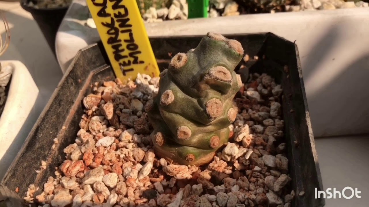 Rare cactus collection 2020