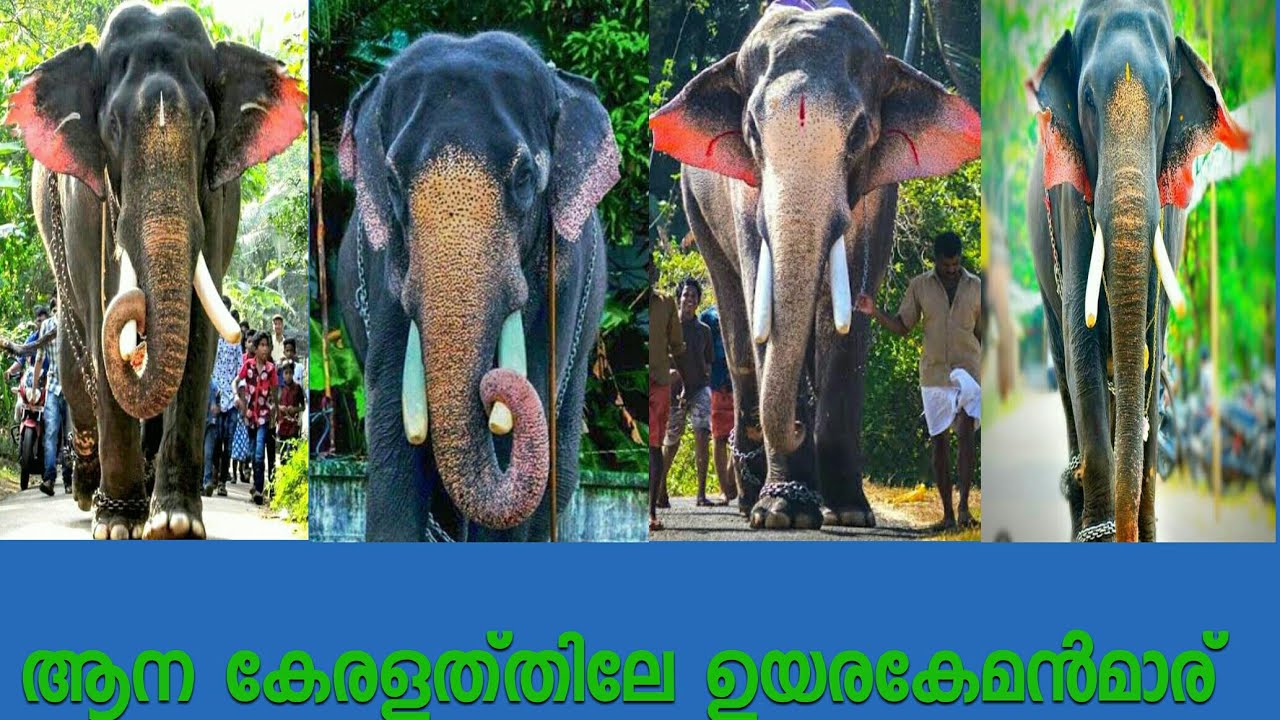 Top 10 Elephants In Kerala!