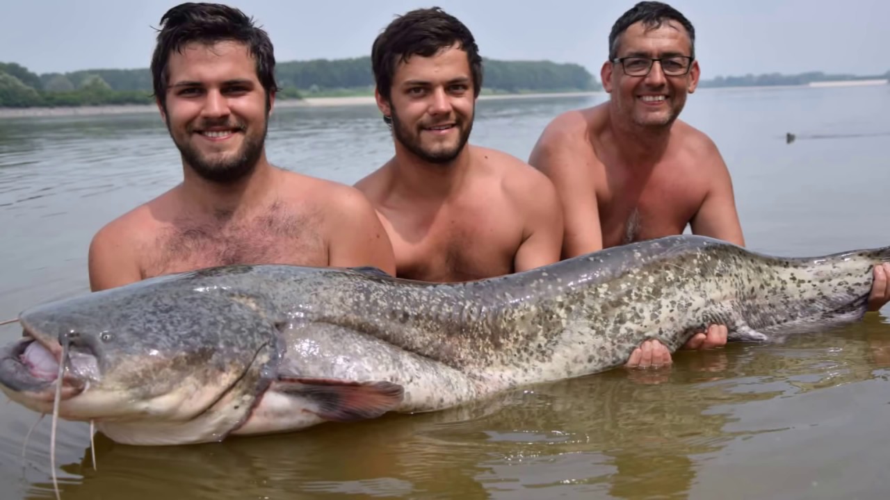 Welsfang bei 34 Grad