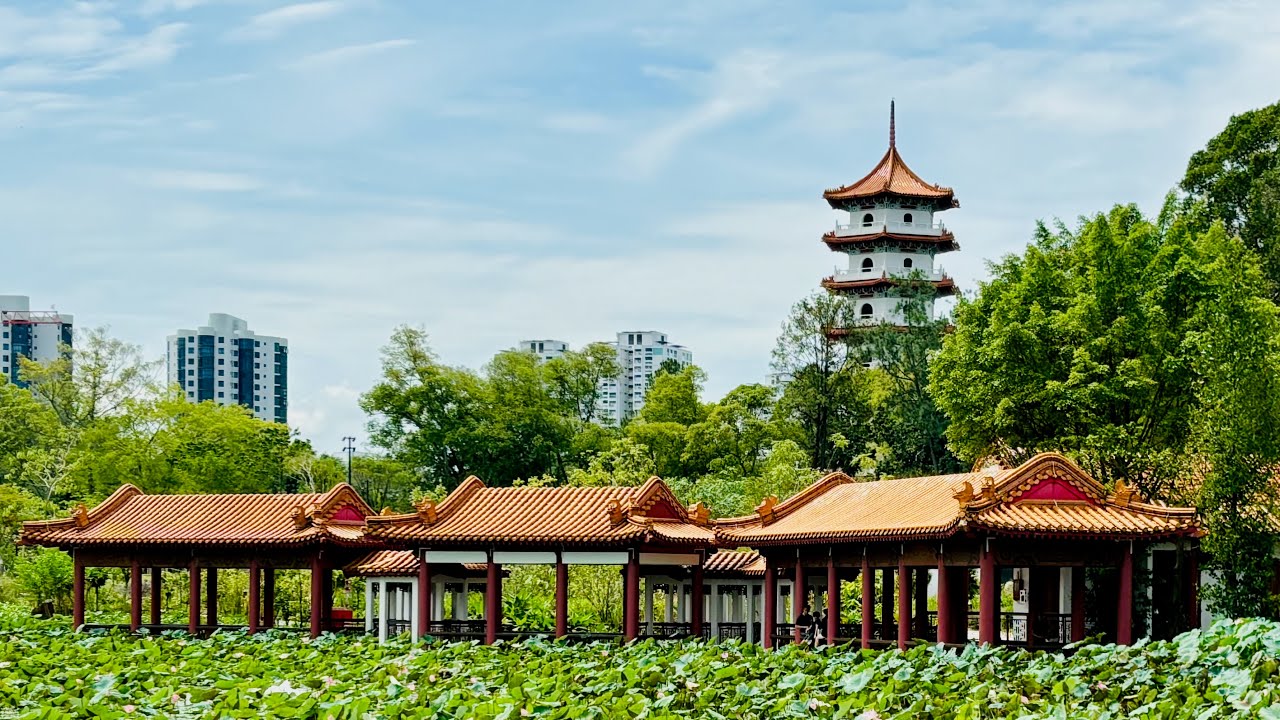 Chinese Garden At Singapore Jurong Lake Gardens 新加坡裕华园 #chinesegarden #bonsai #lotus #singapore
