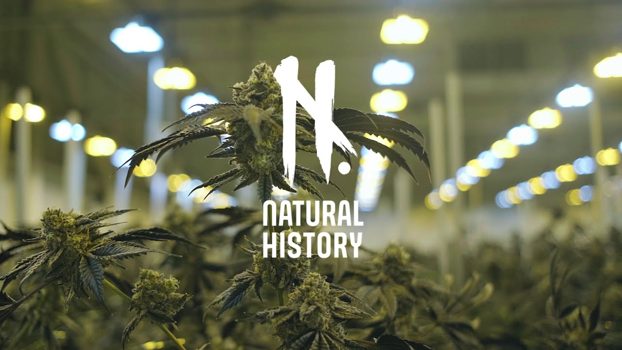 La Kush Cake - By Natural History
