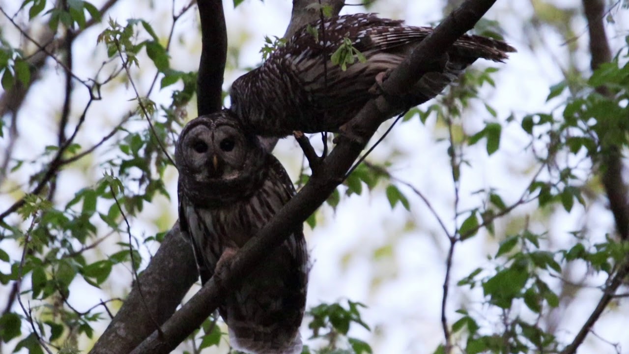 Barred owls - April 22, 2020