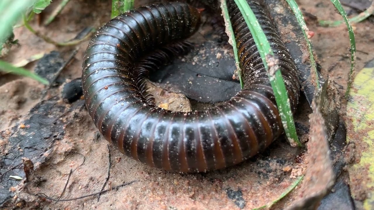 Giant African Millipedes: Everything You Got Wrong
