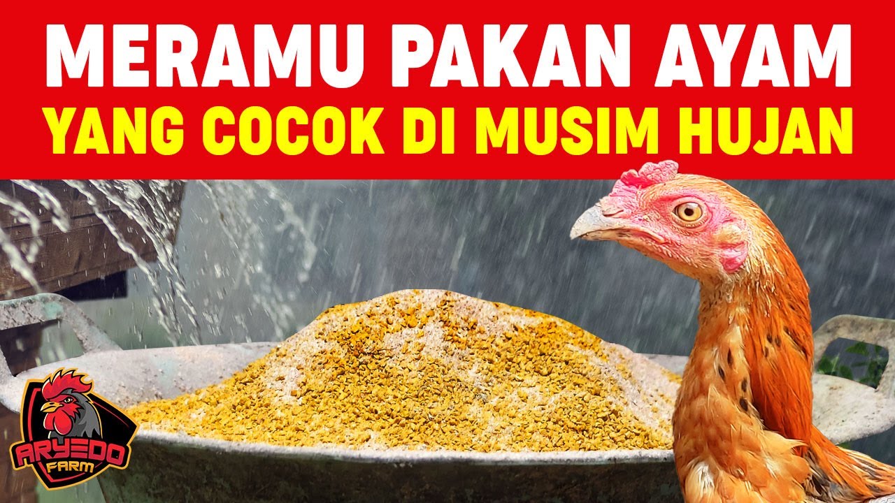 Trik Membuat Ramuan Pakan Sehat Untuk Ayam di Musim Hujan & Cuaca Dingin
