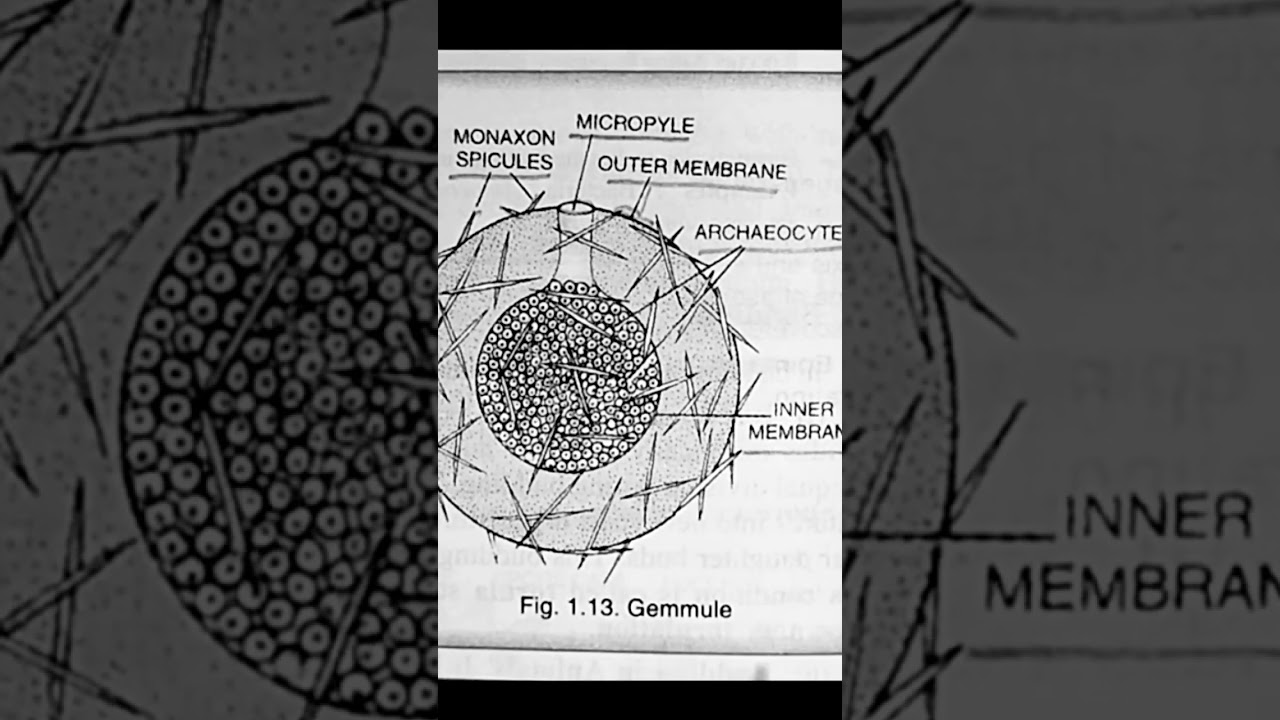 Gemmule of sponge#biologydiagrams #biologyneet #neet