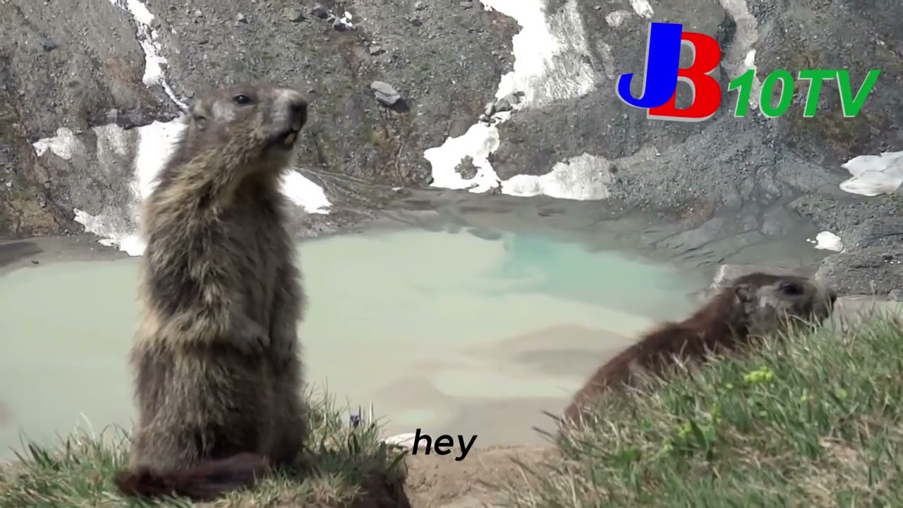 L'incroyable histoire d'une marmotte : entre survie et aventure