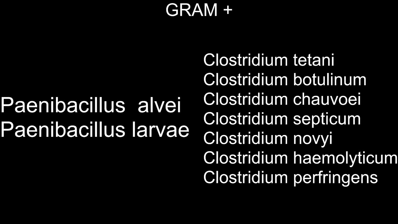 Bacteriología veterinaria, Gram +, Paenibacillus sp. y Clostridium sp.