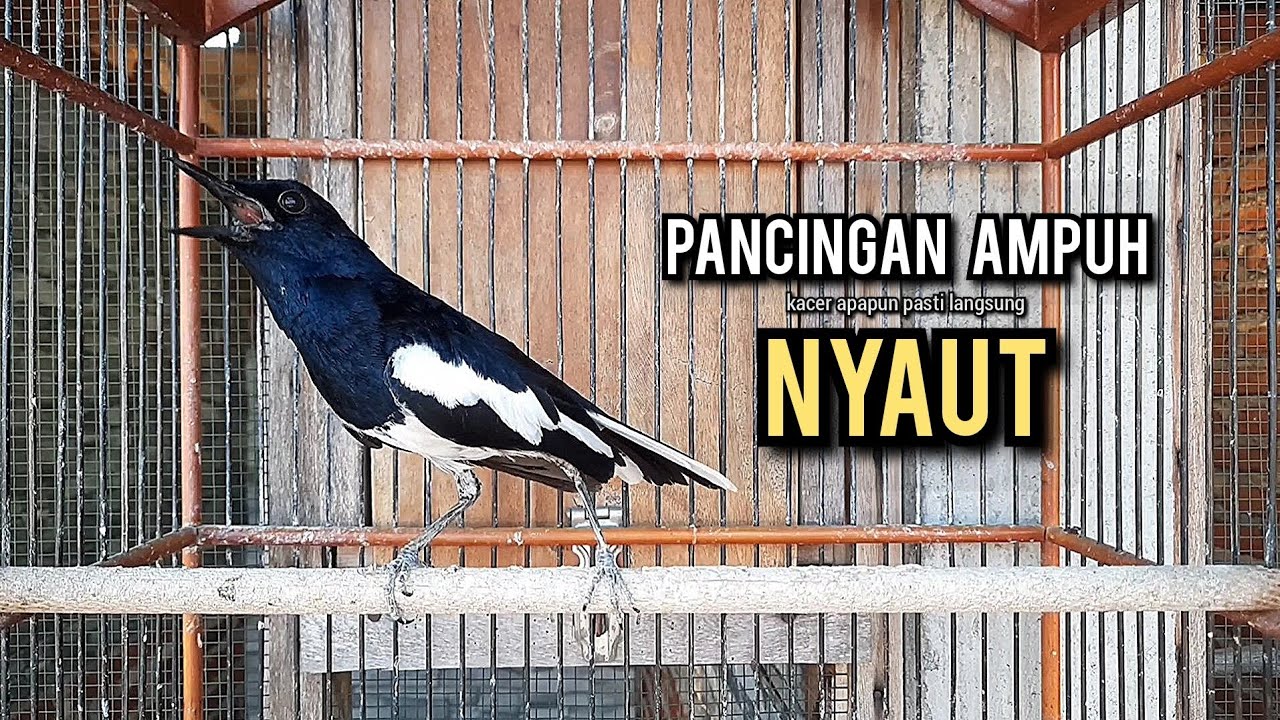 kacer gacor NGEPLONG tarung ini paling ampuh buat PANCINGAN KACER agar EMOSI NYAUT