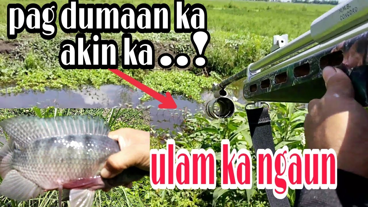 SULIT MAY PANG ULAM NA MAY PAG BIGAS PA/ TIKSAY FISH HUNTING