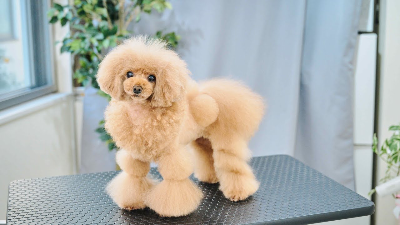 全国デザインカットコンテスト優勝トリマーの愛犬がアートな斬新カットで驚きの大変身