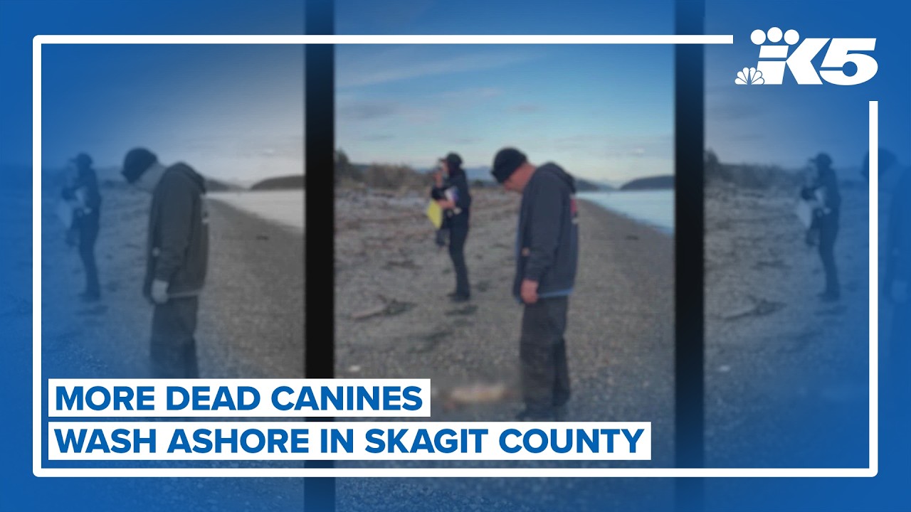 More dead canines wash ashore in Skagit County
