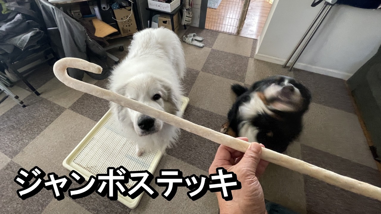 【ラム＆ピコ】大きなおやつを食べました【ジャンボステッキ】