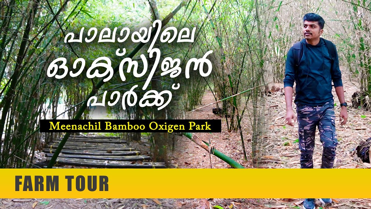 പാലായിലെ ഓക്സിജൻ പാർക്ക് | രണ്ടര ഏക്കറിലെ മുളന്തോട്ടം | Meenachil Bamboo Oxygen Park