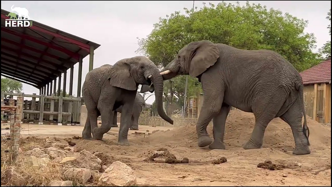 The Fatherly Figures of the Herd: Sebakwe, Somopane and Fishan 🐘💚
