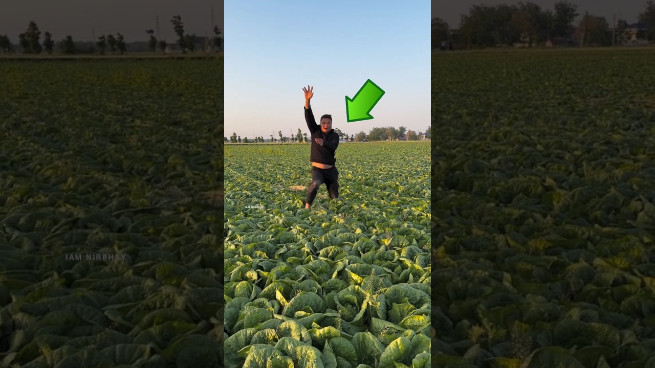 Why Did the Cabbage Turn Yellow Inside? 😳 #shorts #shortsvideo #farming