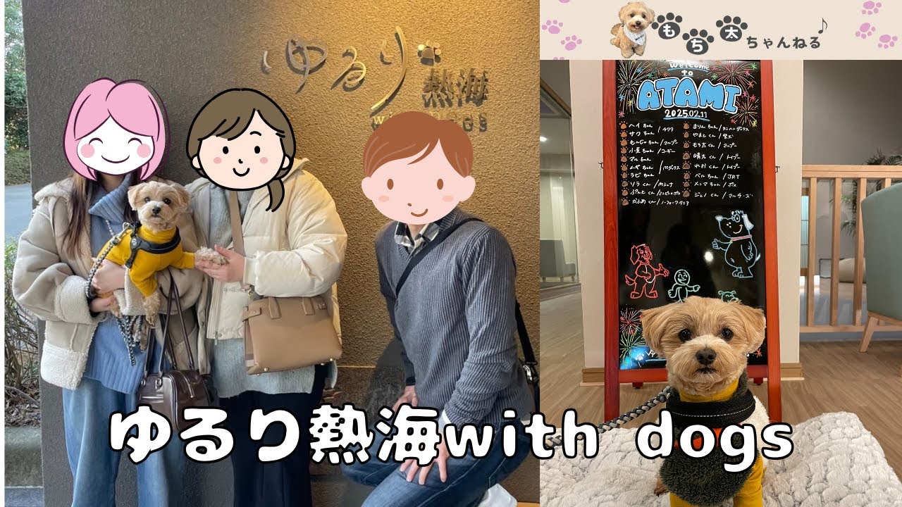ゆるり熱海WithDogs☆もち太と♨旅行#まるぷー＃犬のいる生活 #癒し #マルチーズ #マルプー #犬と旅行#熱海 #トイプードル#ミックス犬 #ゆるり熱海