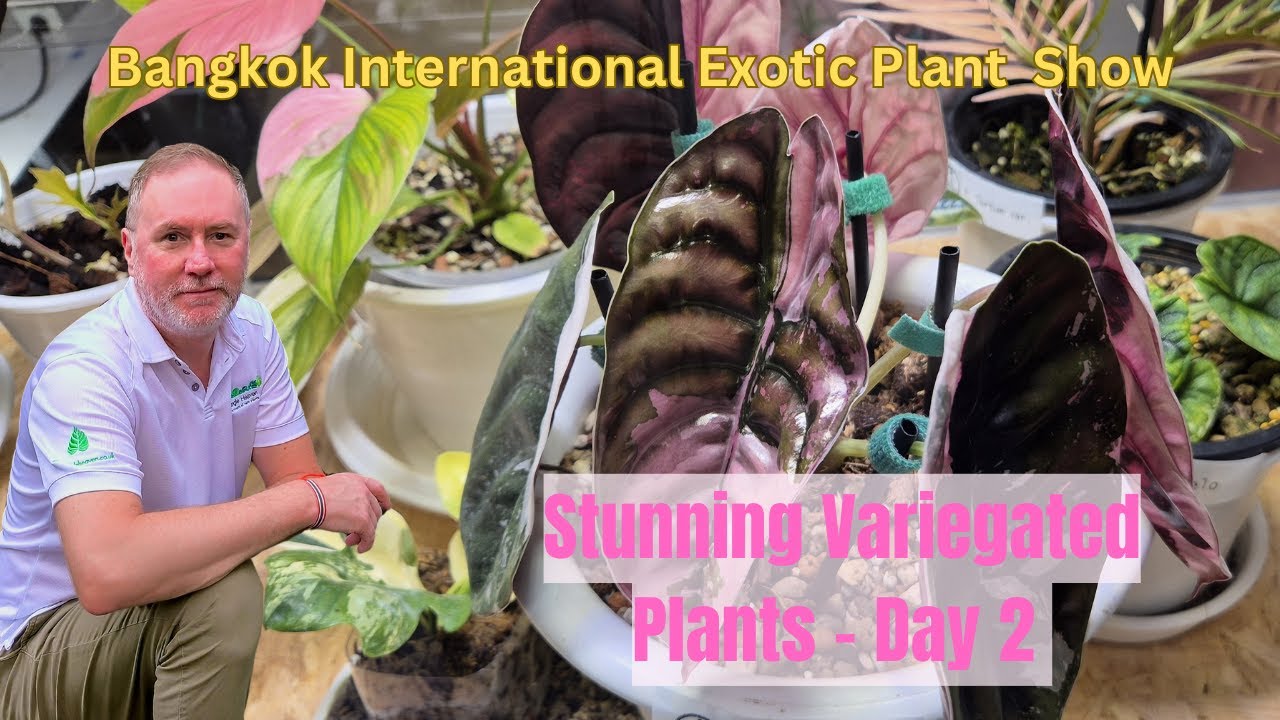 Выставка экзотических растений в Бангкоке, день 2, весна 2025
