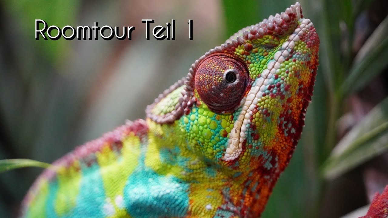 Roomtour Teil 1 - Furcifer pardalis, Tribolonotus gracilis, Correlophus ciliatus, Python regius