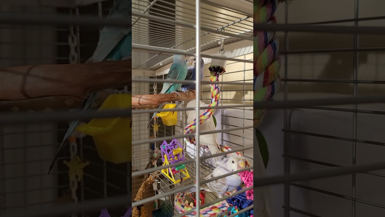 Hagen Vision L12 Model with 4 parakeets