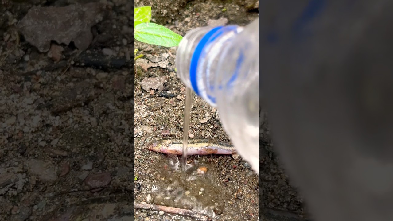 Lovely Fish So Amazing 🐟✨ | Nature Short #trending