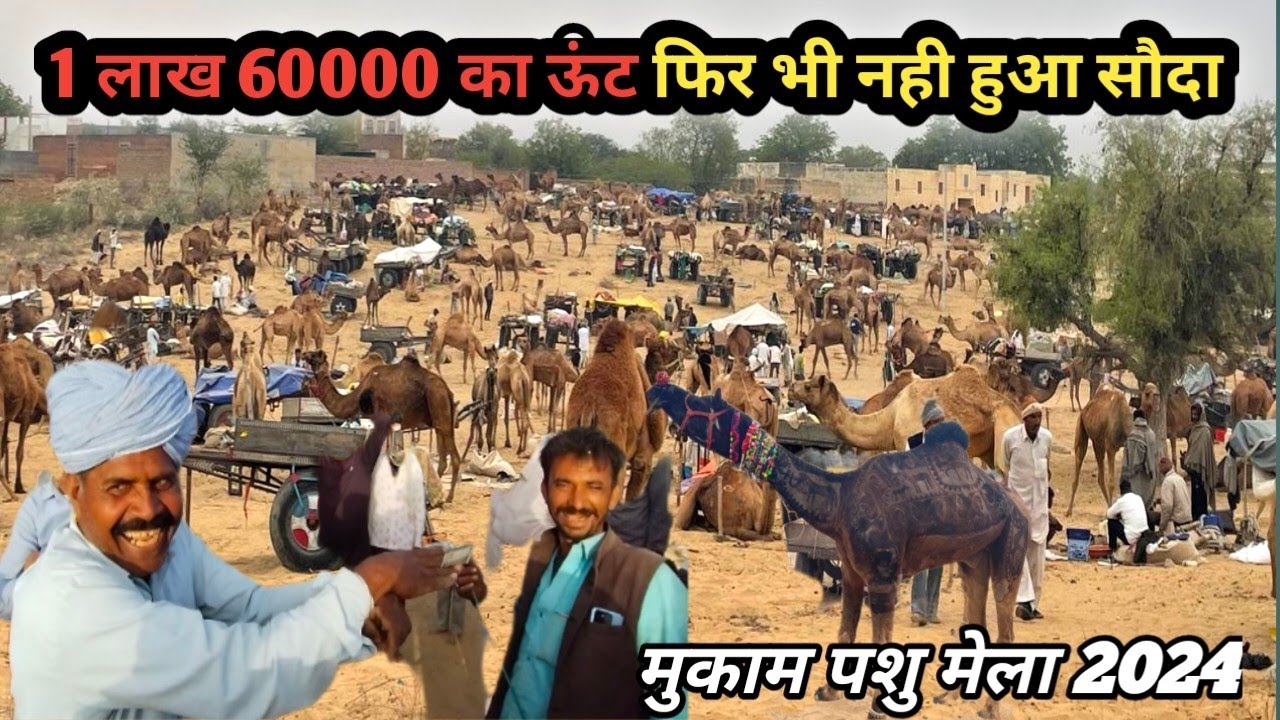 1 लाख 21000 हजार देने को तैयार || मालिक ने फिर भी नहीं दिया ऊंट || मुकाम पशु मेला 2024 🐪🐪😀😜