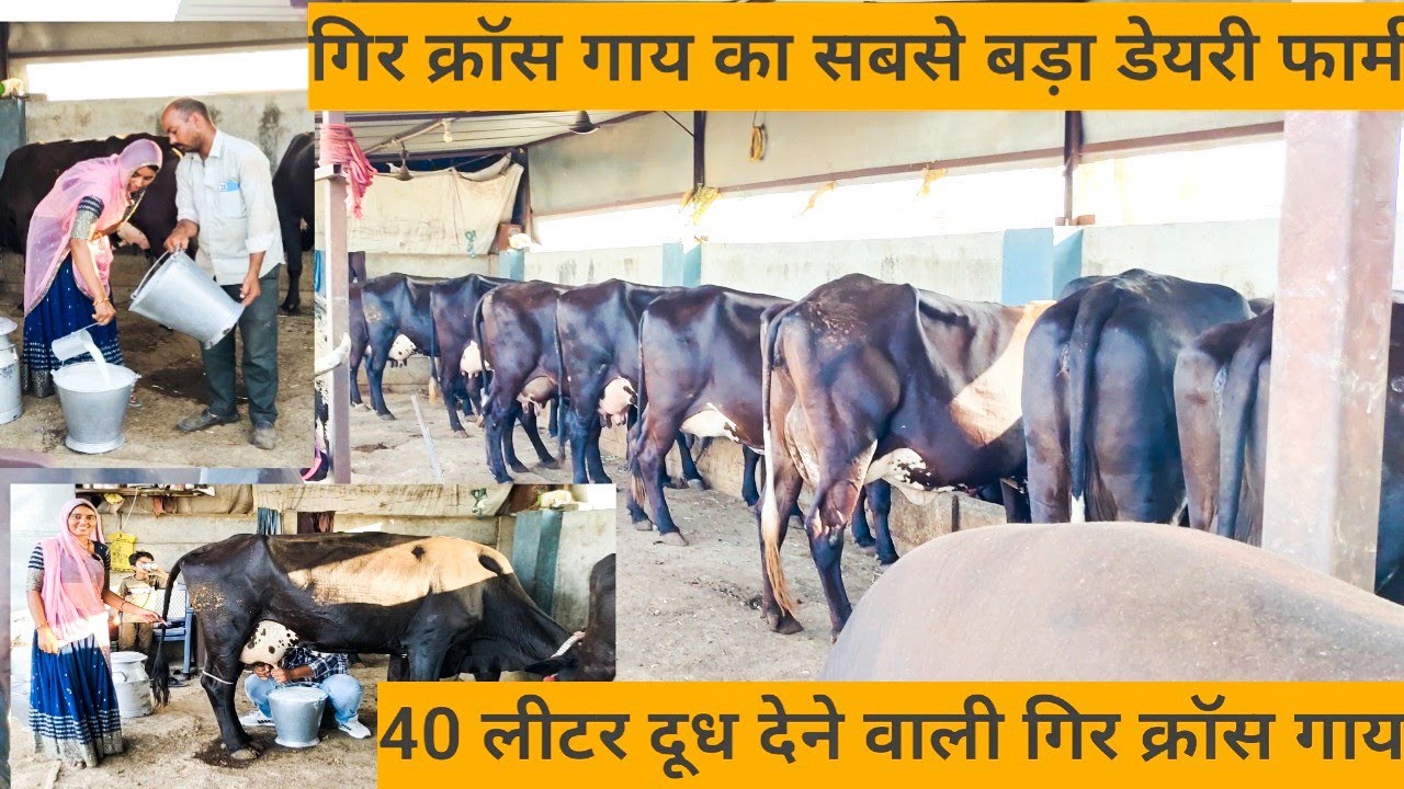 40 लीटर दूध देने वाली गिर क्रॉस गाय कहां से खरीदें #dairy #farming #cow #priyanka dinu dairy farm