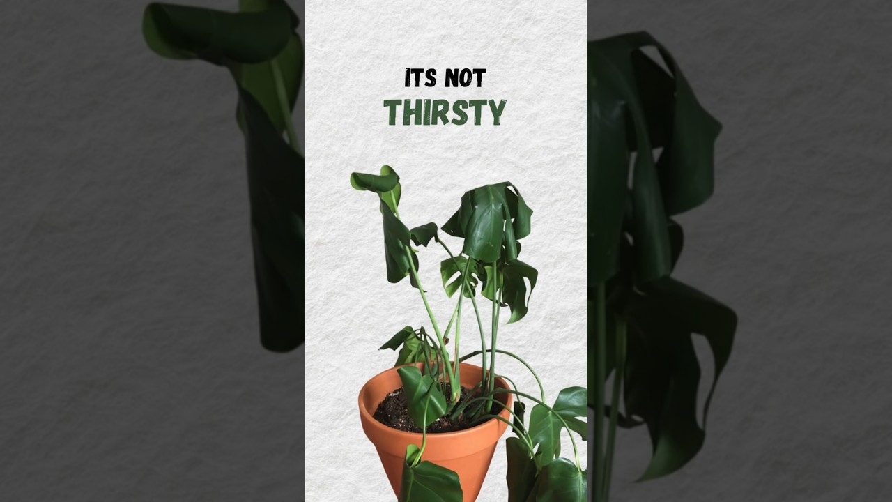 plant drooping? don&rsquo;t water it until you watch this