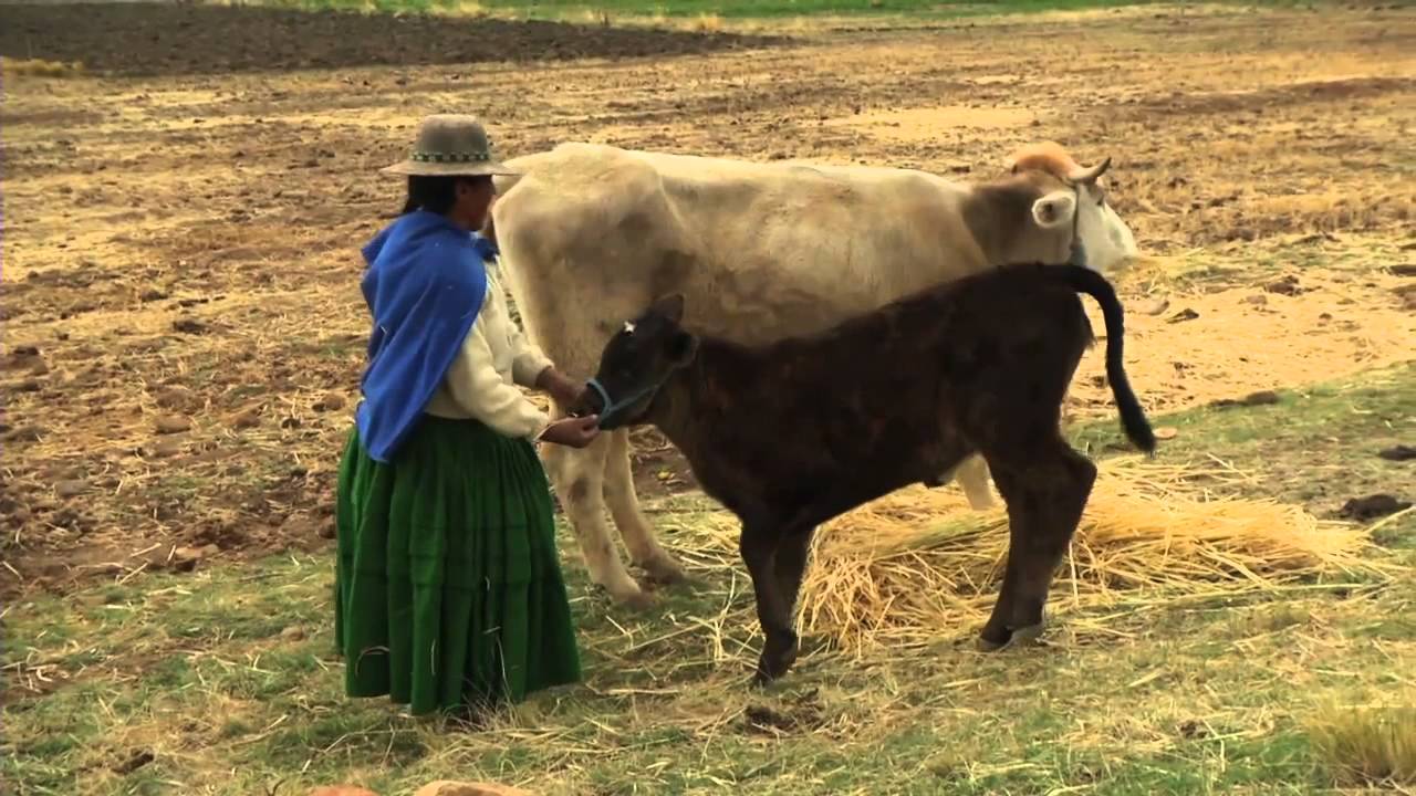 Bolivia's winning battle for food security