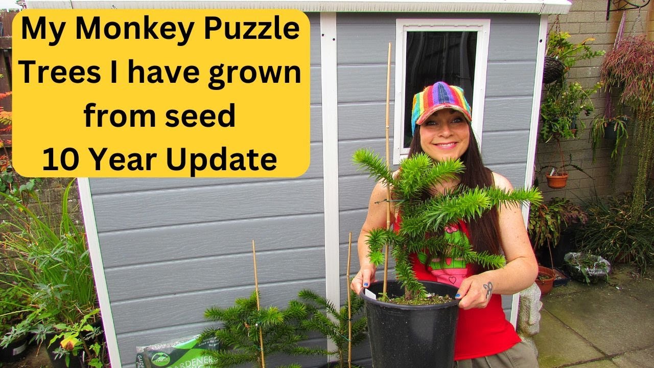 My Monkey Puzzle Trees I have grown from Seed 10 Years ago Update #plants #gardening