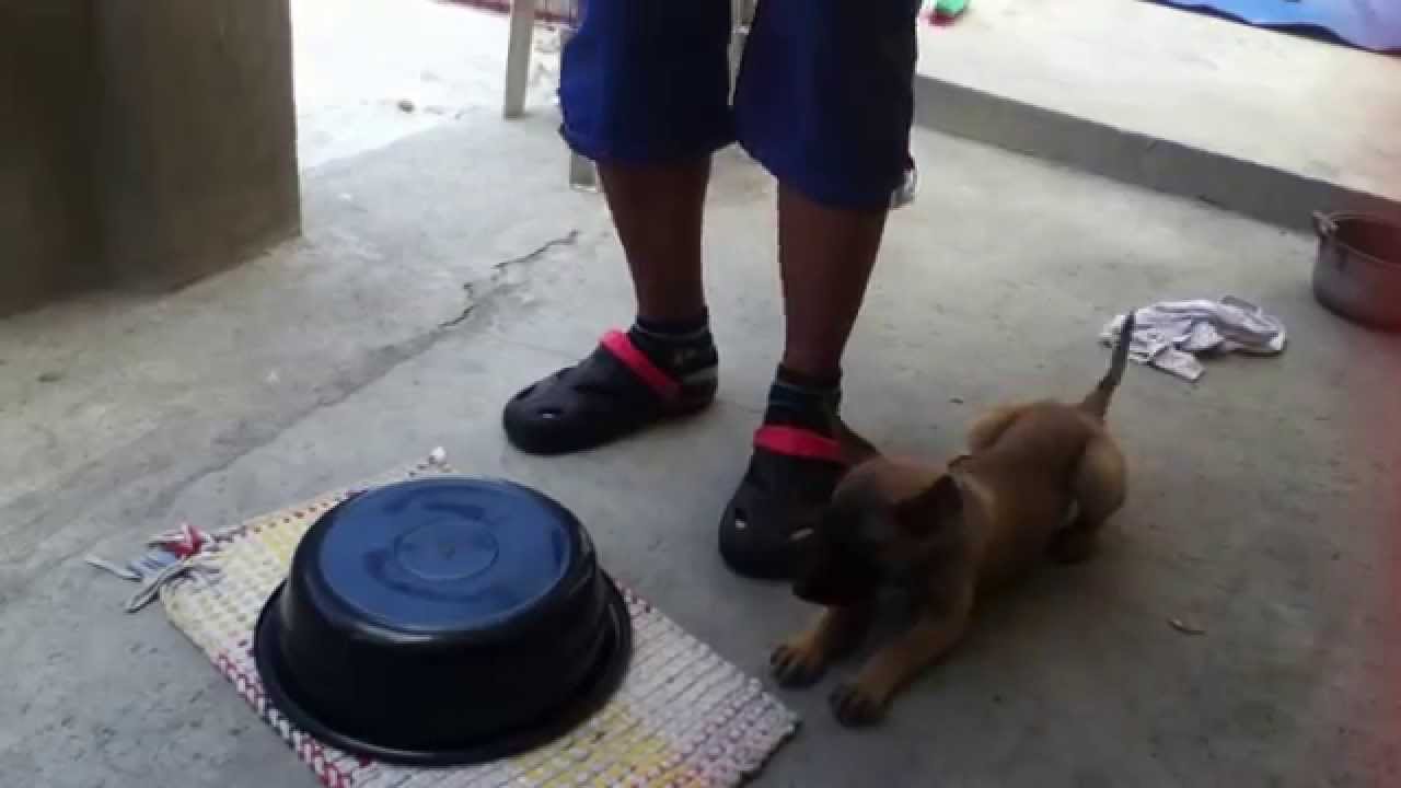 BELGIAN MALINOIS PUPPY - 2 MONTHS OLD BASIC OBEDIENCE