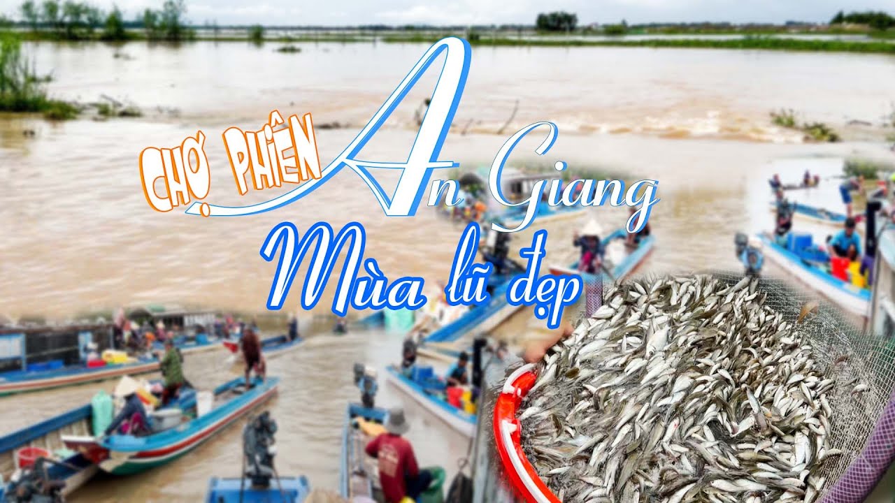 CHỢ CÁ ĐỒNG PHÚ HỘI, MÙA NƯỚC NỔI BIÊN GIỚI AN GIANG KINH KHỦNG CÁ| Miền Tây Phố