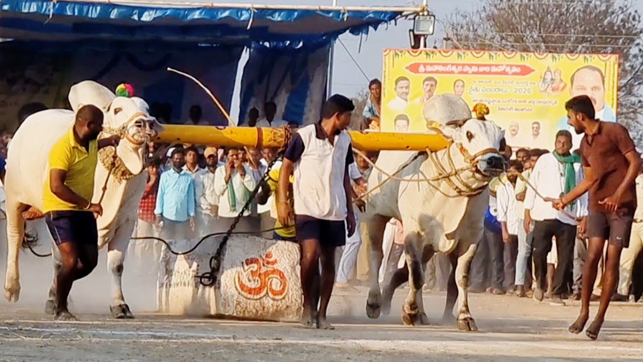 🥉కాకునూరు సీనియర్స్ విభాగం బండలాగుడు పోటీలు 9వ జత gp చౌదరి 