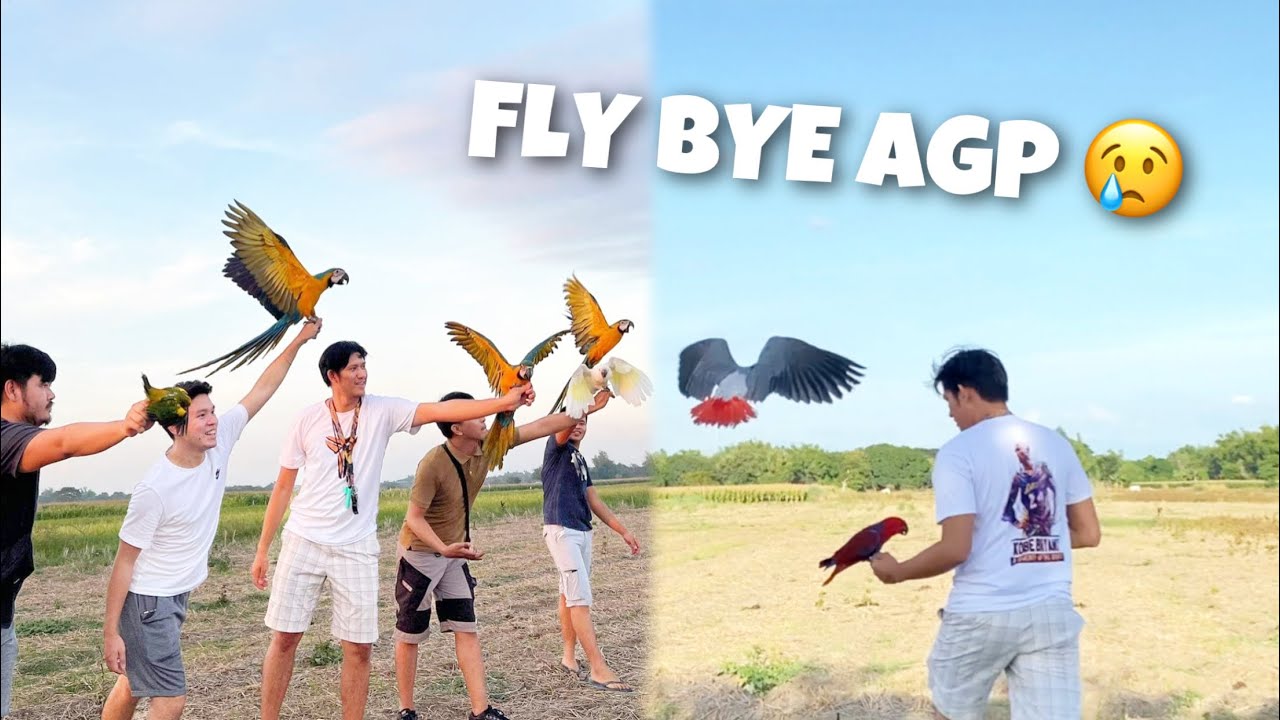FLY HIGH BUTTERFLY PARROT PARROT G